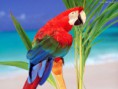 /album/papel-de-parede/tropical-colors-jpg/